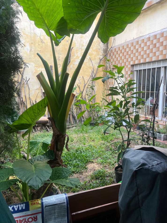 Casa 3 amb grandes APTO CRED c/cochera, jardin y patio ubicada en Warnes 1488, Lanus Oeste 