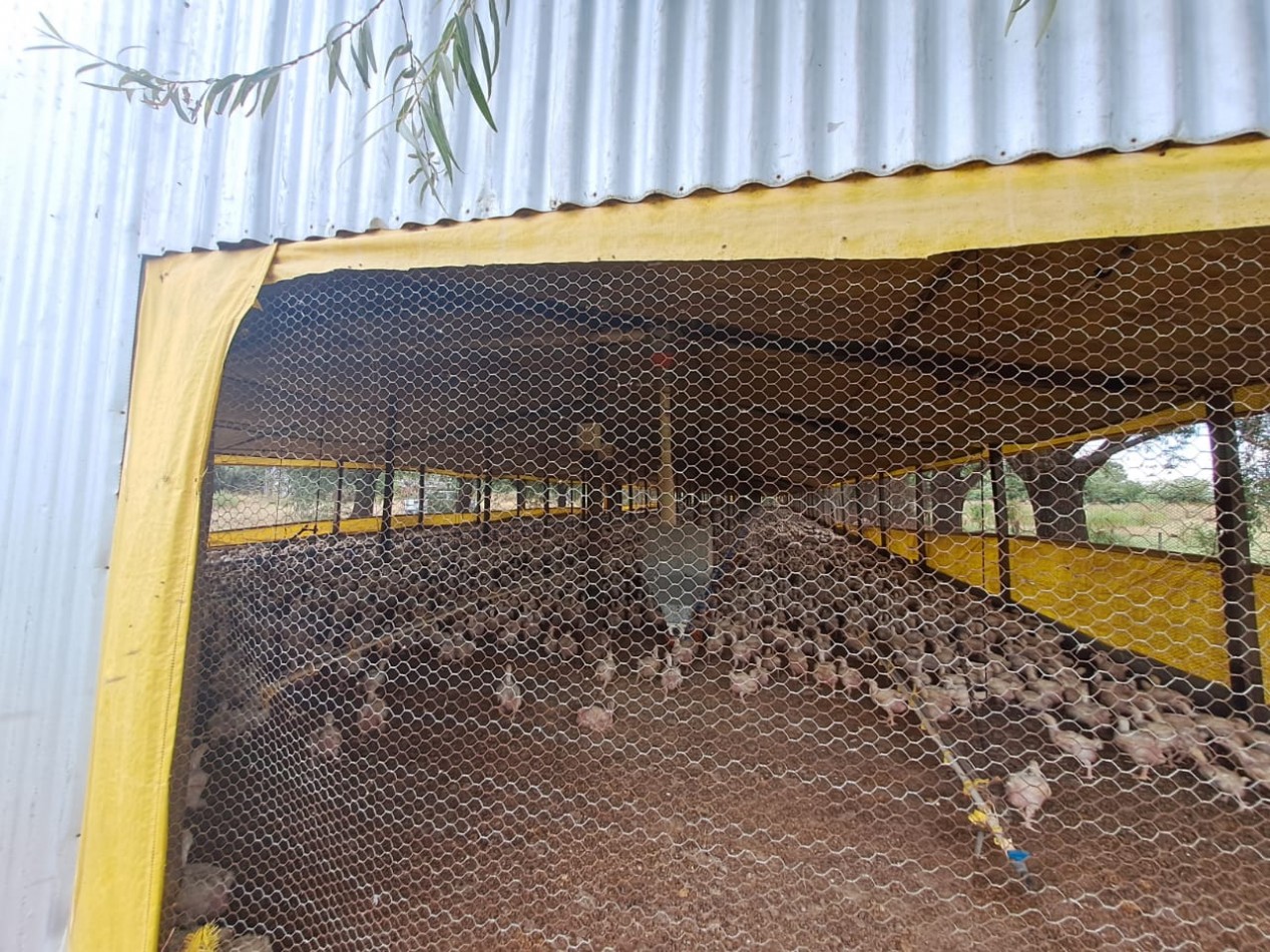 Granja Avicola con Casa - Pedernales