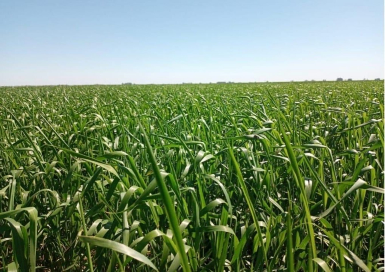 595 ha Agricolas - Pergamino
