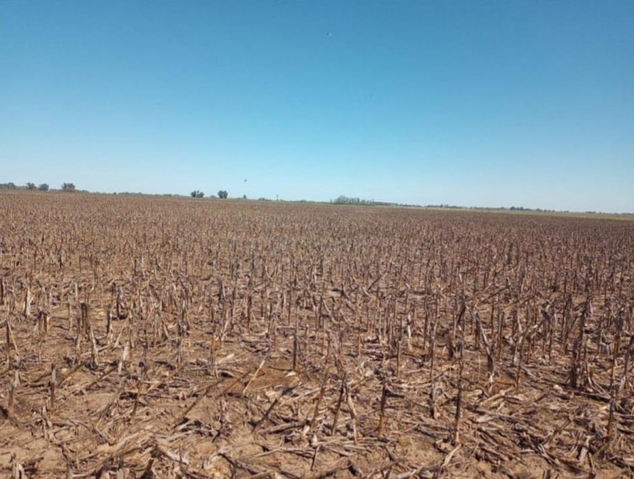 595 ha Agricolas - Pergamino