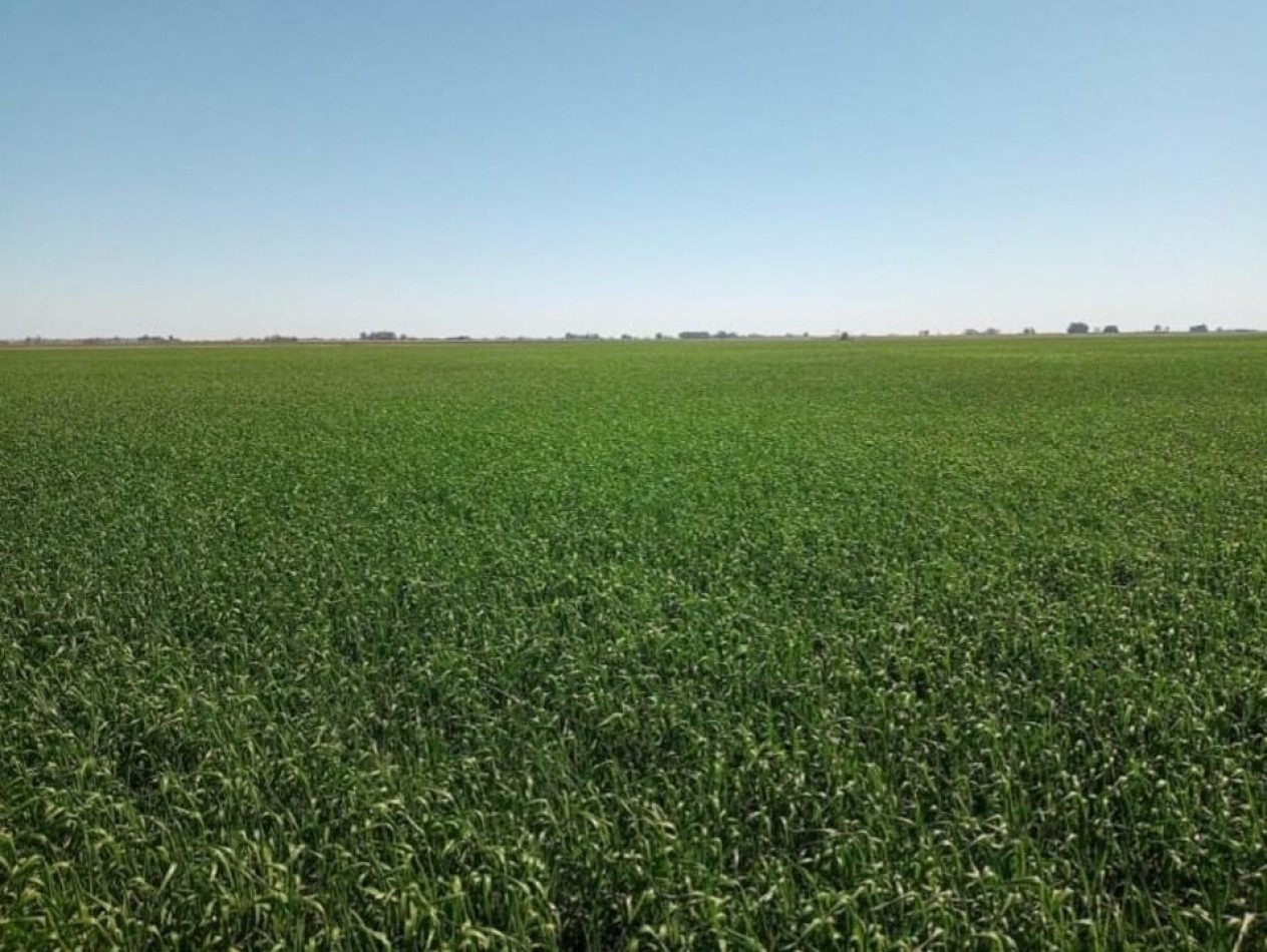595 ha Agricolas - Pergamino