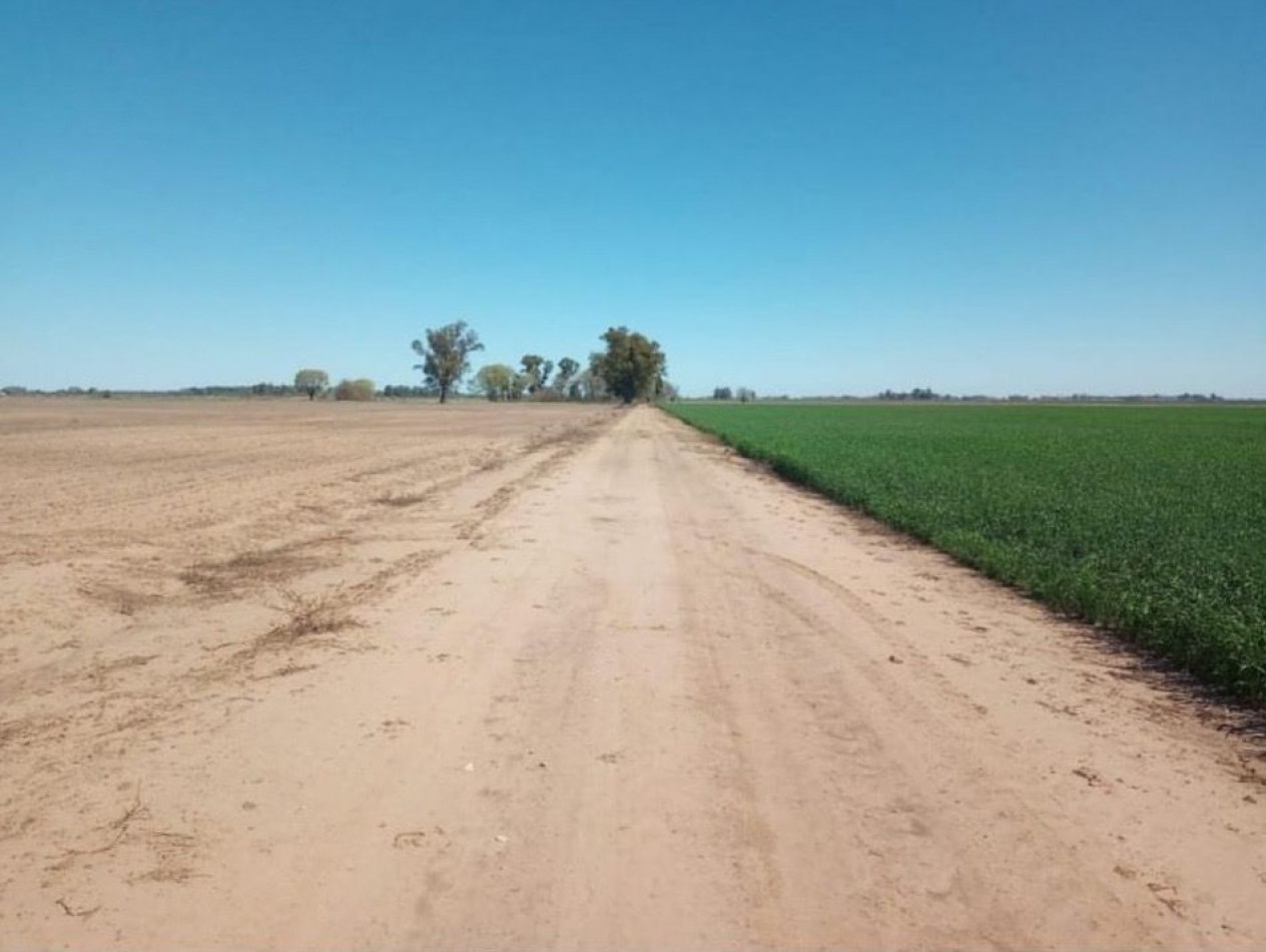 595 ha Agricolas - Pergamino