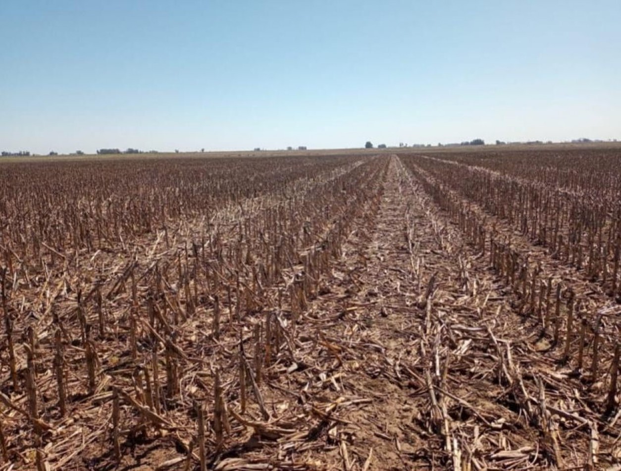 595 ha Agricolas - Pergamino