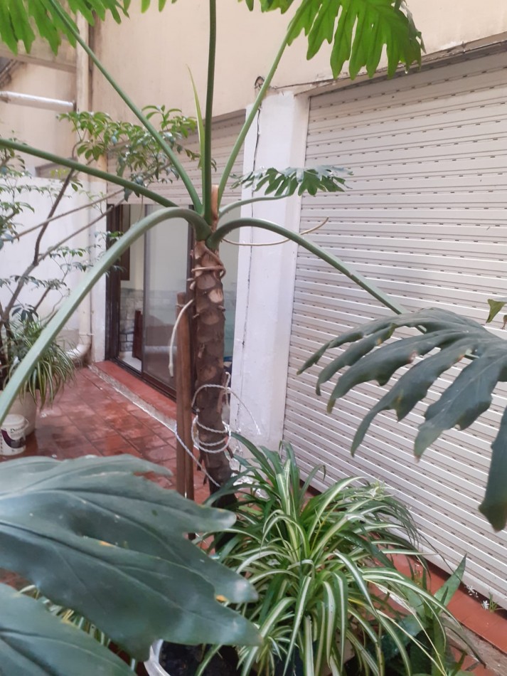 DEPARTAMENTO 3 AMBIENTES CON BALCON Y PATIO FRENTE AL ALDREY