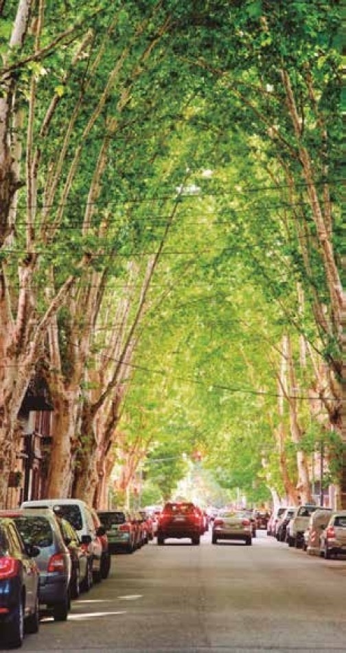 En el lado verde de Belgrano.  Proyecto joven en un barrio consolidado.