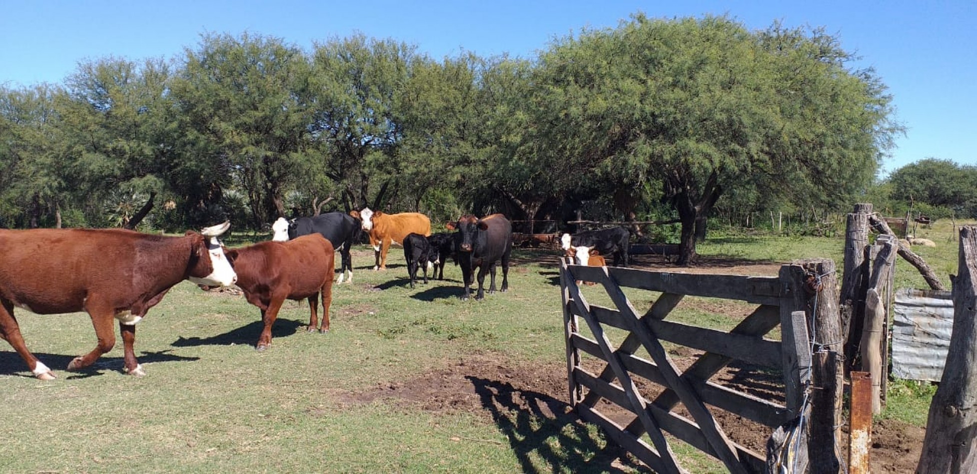 VENDE CAMPO EN PAPAGALLOS