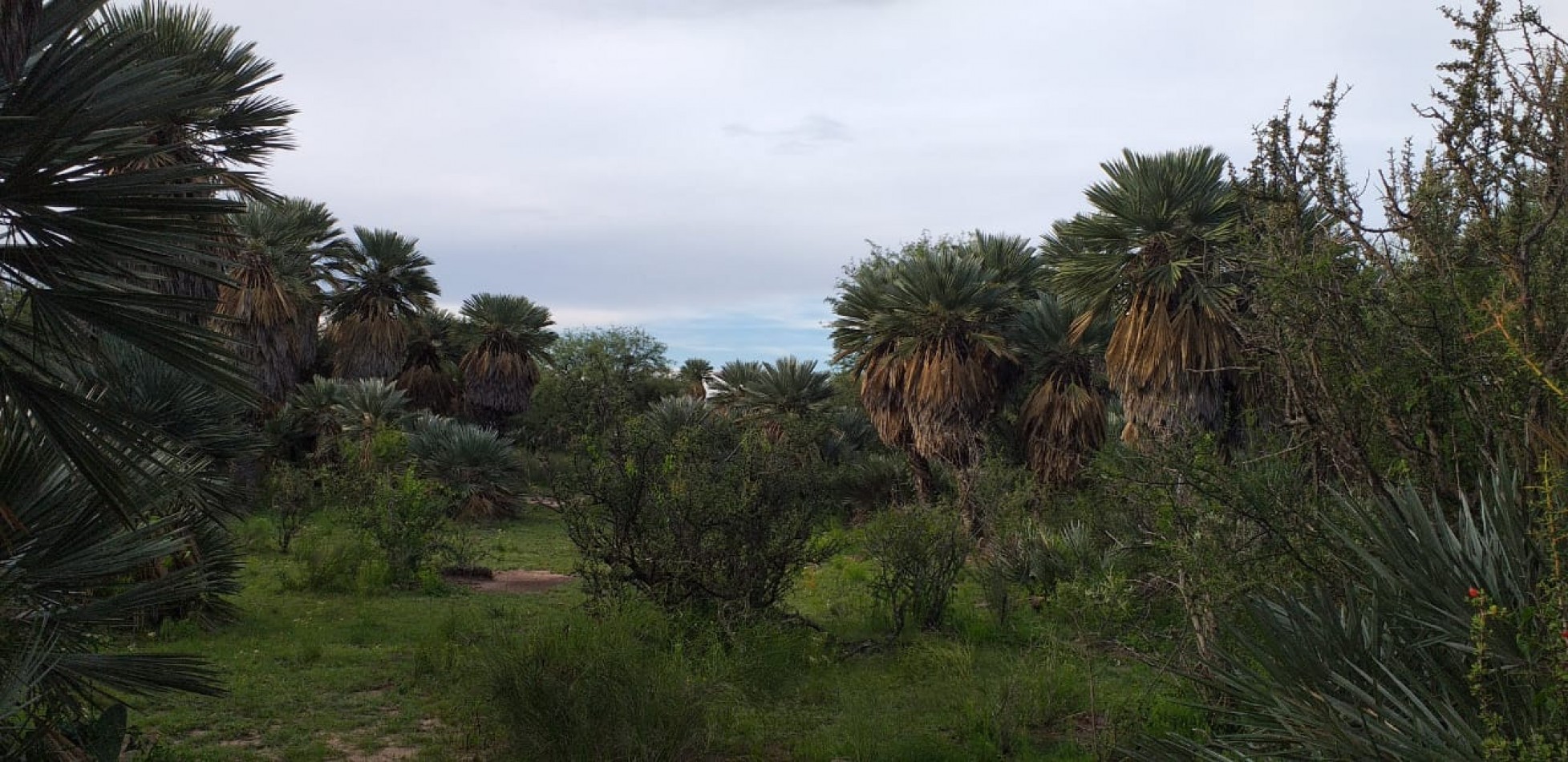 VENDE CAMPO EN PAPAGALLOS
