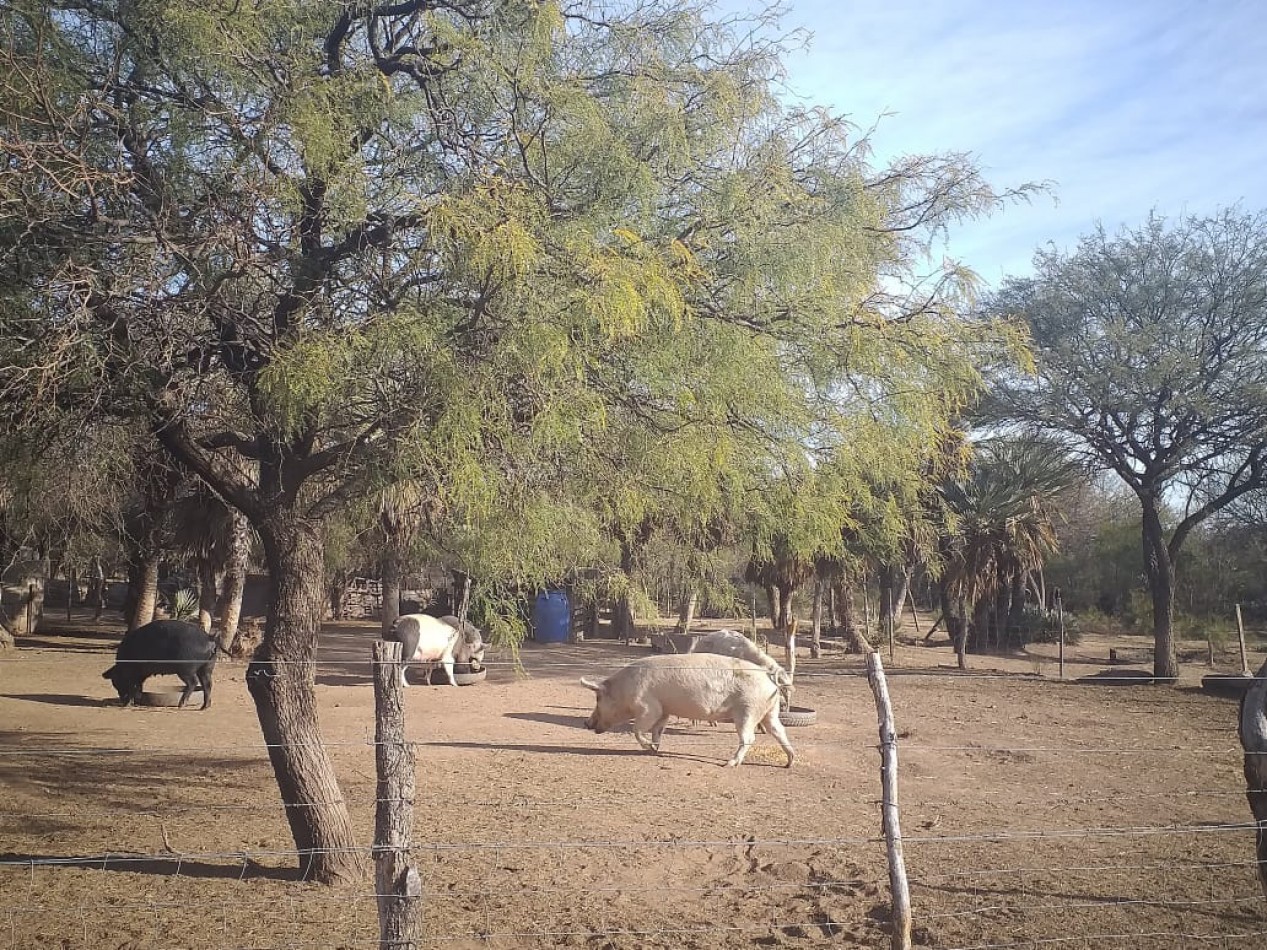 VENDE CAMPO EN PAPAGALLOS