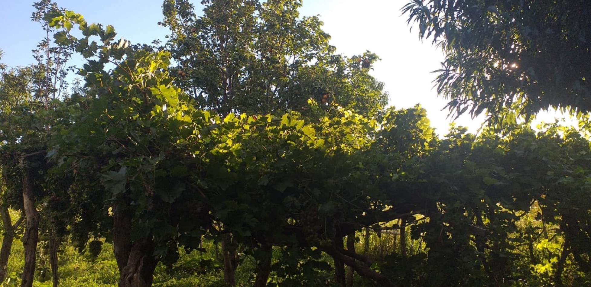 VENDE CAMPO EN PAPAGALLOS