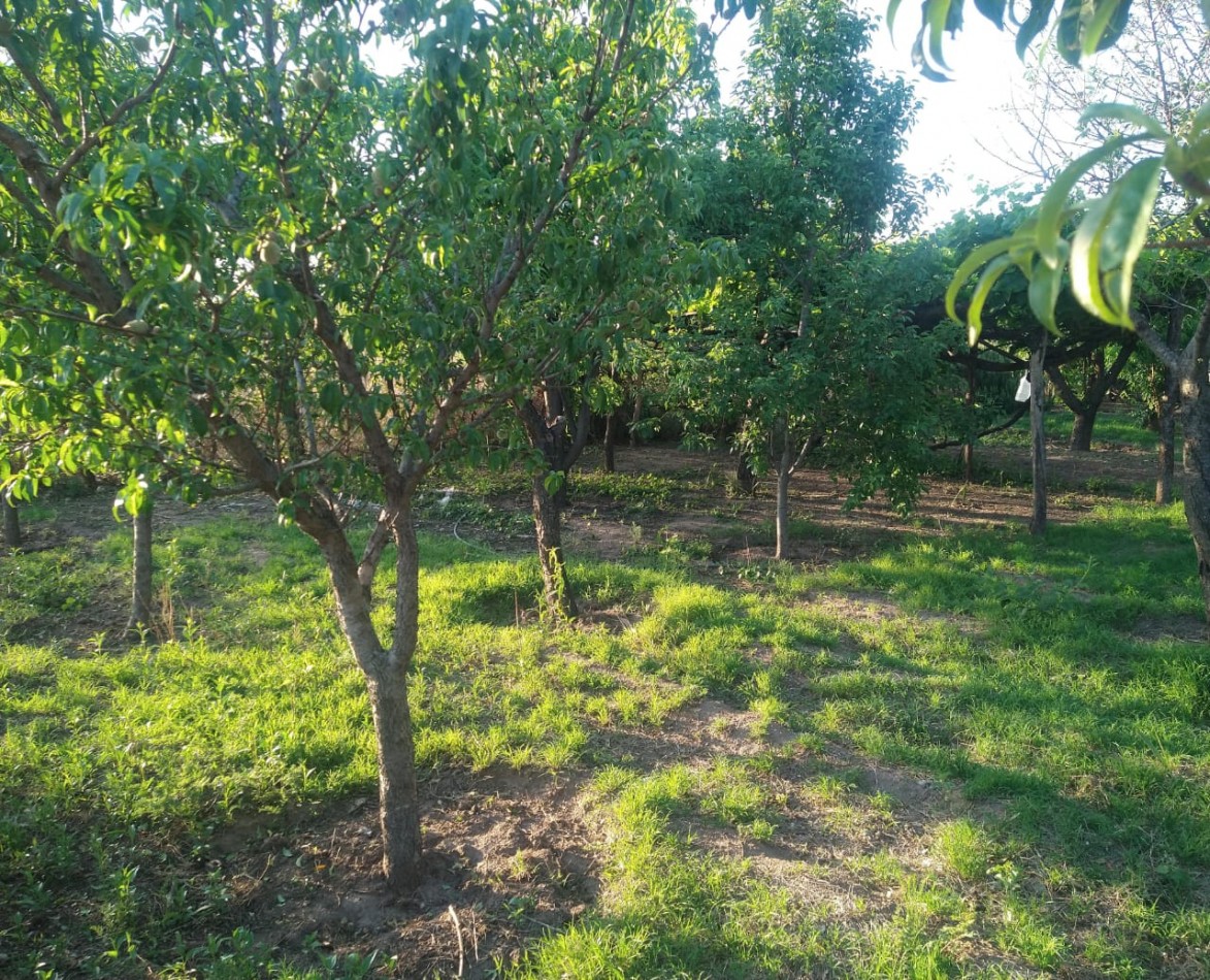 VENDE CAMPO EN PAPAGALLOS