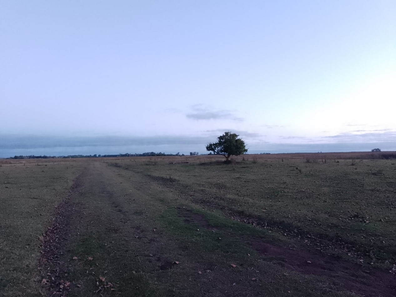 VENTA DE CAMPO EN GRAL MADARIAGA 96 has. Parceladas en 12.