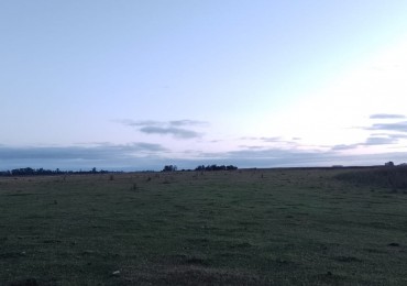 VENTA DE CAMPO EN GRAL MADARIAGA 96 has. Parceladas en 12.