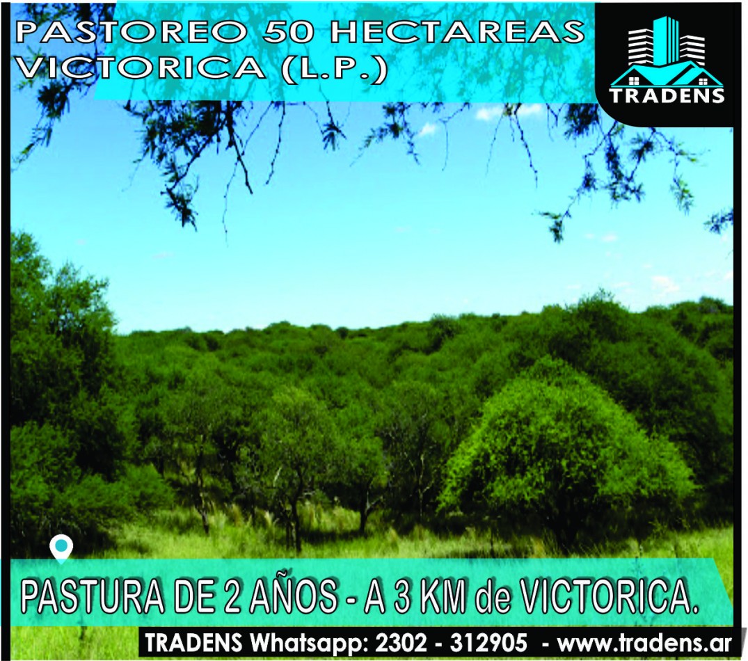 PASTOREO DE 50 HECTAREAS EN VICTORICA (L.P.)