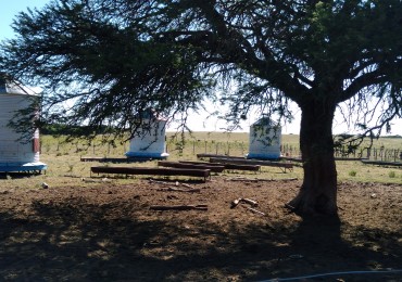 CAMPO GANADERO / APTO COTO DE CAZA 